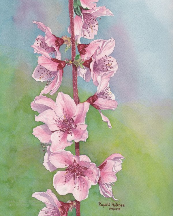 Apricot Blossoms | 10" x 8" | Sold