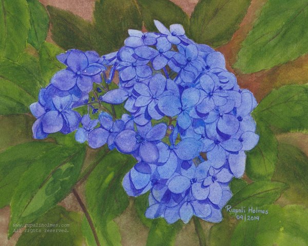 Hydrangea | 8" x 10" | $250