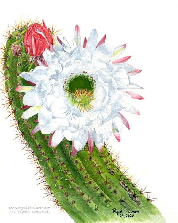 Giant Argentine Cactus | 10" x 8" | Sold