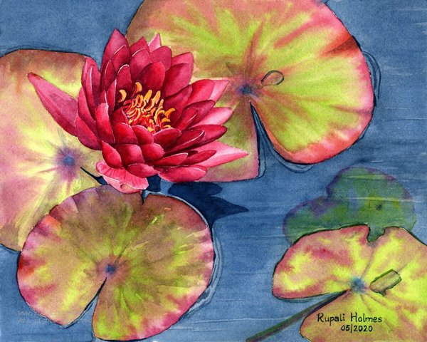 Red Waterlily | 8" x 10" | $250
