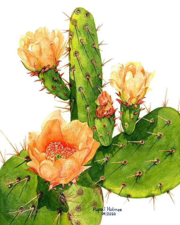 Prickly Pear | 10" x 8" | $250