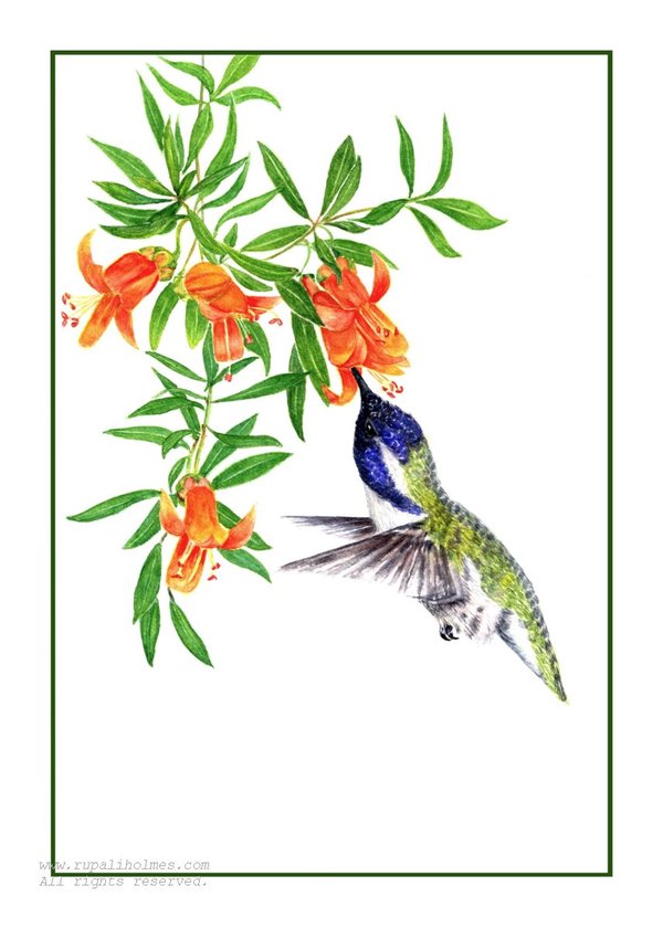 Hummingbird | 10" x 8" | Sold