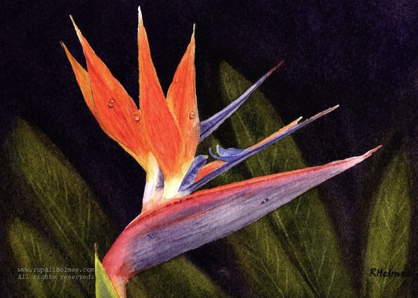 Bird of Paradise | 5" x 7" | Sold