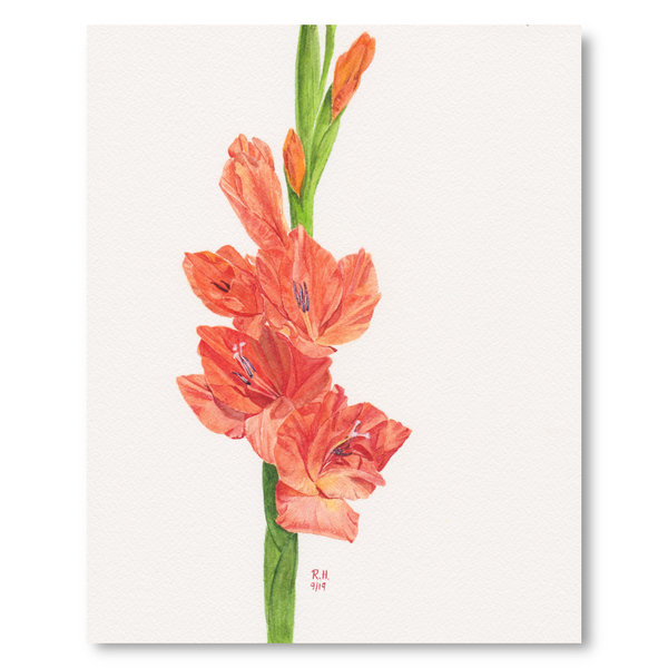 Summer Gladioli