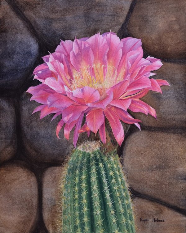 Pink Splendor  | 14" x 11" | $350