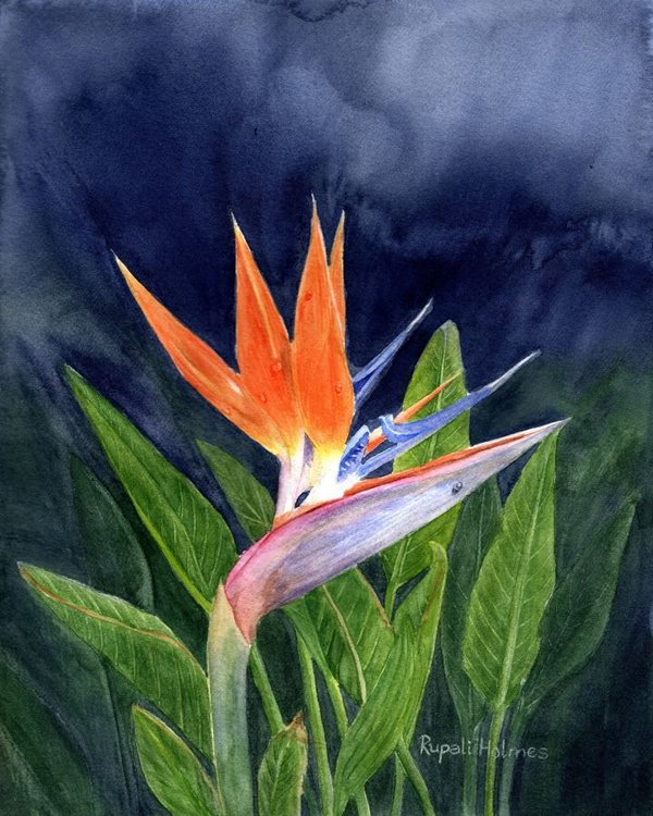 Bird of Paradise 2 | 8" x 10" | Raffled
